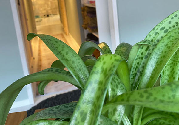 En grön växt på salongen